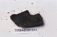 藏品(劍葉舌葉苔)的圖片